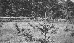 balsam.jpg
This view is an early 20th century photograph of a planting of balsam firs near Grandfather Mountain.
