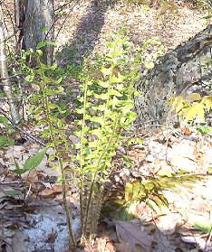 fern.jpg
Ferns, such as this one grow in abundance in Grayson County.  Photo by Jeff Weaver, Spring 2003.
