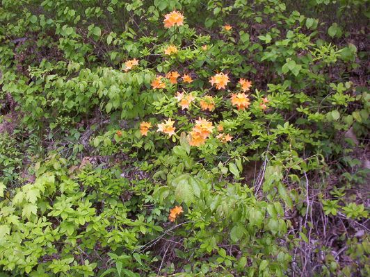 Wolf Knob - Flame Azalea
Flame Azalea or honeysuckle as it is commonly called in this part of the world, is shown in this photograph taken in late spring 2005 on Wolf Knob Road, Grayson County, Virginia.  Photographer -- Jeff Weaver
