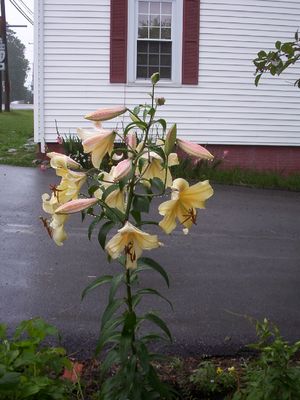 Saltville - Asiatic Lillies
At the home of Jeff Weaver, Saltville, vVA, spring 2006.
