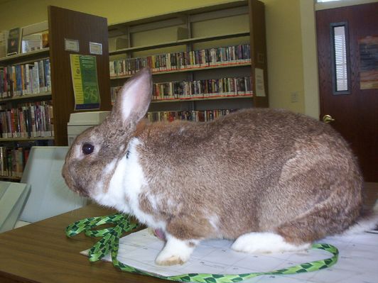 100_1495.jpg
The Easter Bunny visits Chilhowie Public Library on April 11, 2006.
