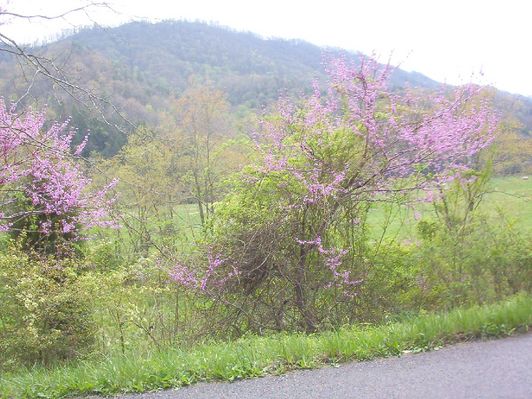 100_1607.jpg
Photo April 19, 2006 by Jeff Weaver.  Red buds dot the Virginia countryside, and generally bloom in April.
