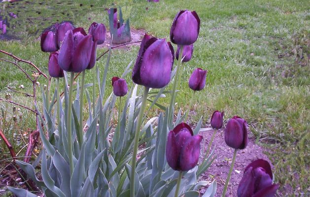 100_1613.jpg
Some very dark purple tulips in my yard.  Jeff Weaver, April 21, 2006.
