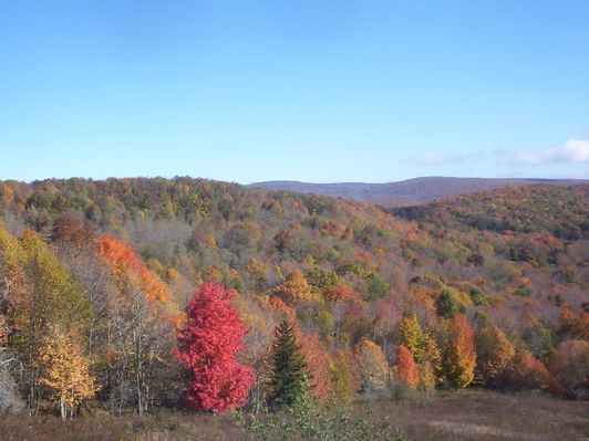 Haw Orchard - Sugarlands
This photo was taken on October 18, 2006 by Jeff Weaver in Grayson Highlands State Park.  It shows the color changes in the Sugar Maples this year.
