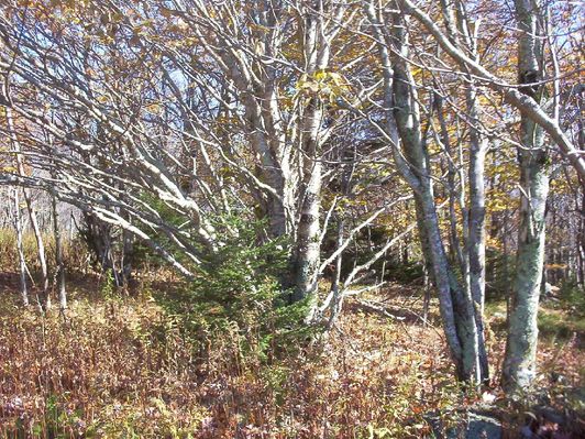 100_1750.jpg
This photo taken October 18, 2006 by Jeff Weaver shows a white birch and a balsam fir near the Grayson Highlands State Park visitors' center.
