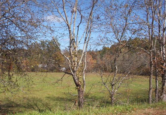 100_1760.jpg
This photo was taken October 18, 2006 by Jeff Weaver.  This field located near the intersection of U.S. 58 and VA 16 shows the antebellum Grayson County militia muster ground.  The militia met here to perform military drills.
