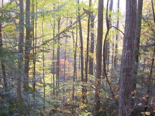 100_1795.jpg
This scene was taken on October 22, 2006 by Jeff Weaver on the Backbone Rock Falls Trail.
