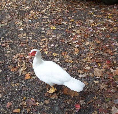 100_1796.jpg
This is one of four geese hanging out at Backbone Rock on October 22, 2006 waiting for a handout.  Photo by Jeff Weaver
