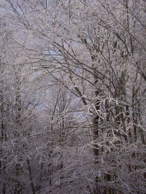 Elk Garden - Icy Trees
This photo was taken on Route 600 in Smyth County, VA Near the Grayson County, VA line on January 24, 2007 by Jeff Weaver.  The ice is hanging on the trees here.
