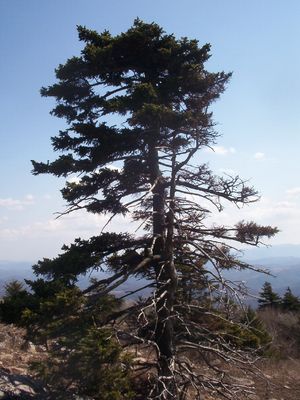 Whitetop - Balsam Fir
This picture of a distressed balsam fir was taken near the summit of Whitetop Mountain on March 25, 2007 by Jeff Weaver.
