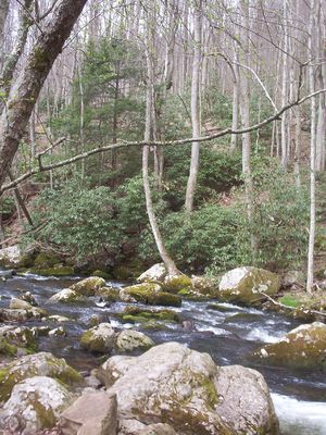 Tumbling Cove - Big Tumbling Creek
Photo March 30, 2007 by Jeff Weaver
