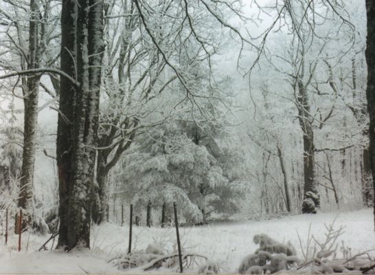 1996SNO.jpg
This photo from Mary C. Blevins, shows the heavy snow in February 1996.
