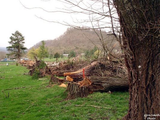 Saltville - Golf Course
MOST OF THE ROW OF SILVER POPLARS THAT STOOD BESIDE NO. 3 FAIRWAY AND PALMER AVENUE HAD DIED AND HAD TO BE CUT. THESE TREES WERE ABOUT 65 YEARS OLD. THEY WERE CUT  MARCH  29, 2007.
 
THEY CAN BE SEEN IN THE BACKGROUND OF THE PICTURE OF ONE OF THE LAST WELL HOUSES TAKEN IN 1967 WHICH IS ON THIS SITE.  Courtesy of Don Smith [email]dsmith1043@comcast.net[/email]
