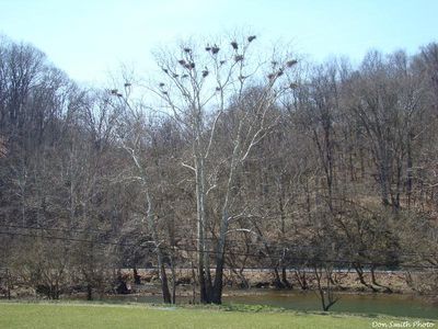 Saltville - Great Blue Heron
Photo taken on the Sanders Farm near Saltville, Virginia on March 25, 2008 by Don Smith [email]dsmith@comcast.net[/email]
