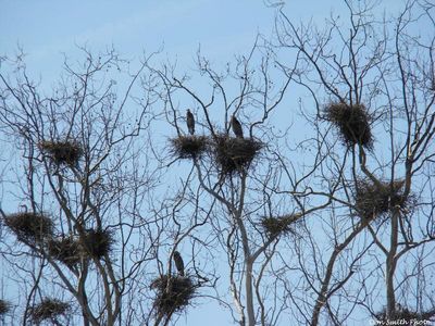 Saltville - Great Blue Heron Rookery
Photo taken on the Sanders Farm, March 25, 2008 by Don Smith [email]dsmith1043@comcast.net[/email]
