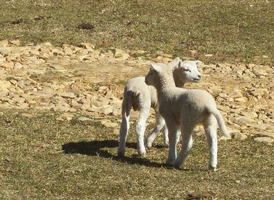 Sheep
"I Love Ewe"Photo byShawn Dunford.  Courtesy of David Arnold [email]david-arnold@comcast.net[/email]
