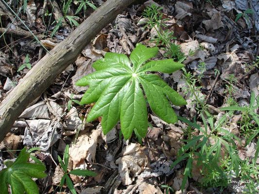 LOVER_SLEAPANDNEAROVERLOOKAPRIL152006060.jpg
You might be interested in this [url=http://biotech.icmb.utexas.edu/botany/mayhist.html]botantic description of the Mayapple[/url].  Or in another [url=http://2bnthewild.com/plants/H29.htm]website[/url] about Mayapples. These plants are quite common in the Central Appalachian mountains.  Photo by Don Smith, [email]dsmith1043@comcast.net[/email] April 15, 2006.
