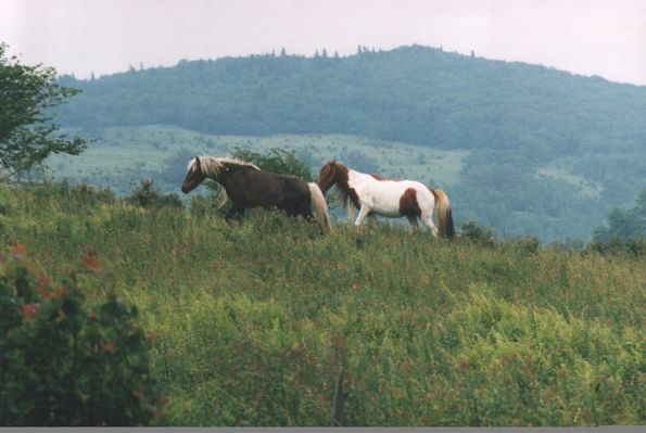 MTPONY.jpg
This photo, courtesy of Mary C. Blevins, shows a pair of wild ponies on Whitetop mountain.
