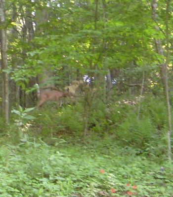 S6300145.JPG
I saw this deer in the road in front of me, but by the time I got the camera, it was taking off into the woods.
