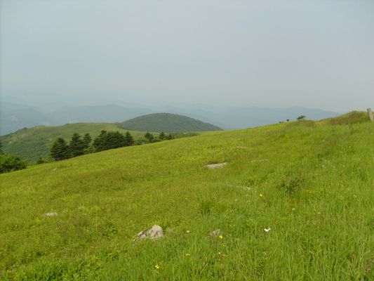 Whitetop - Meadow near the top
Photo by Jeff Weaver June 24, 2007.  This meadow looks like parts of the Alps.
