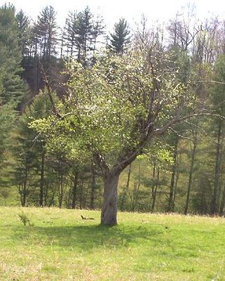 appletree.jpg
Spring 2004, by Jeff Weaver
