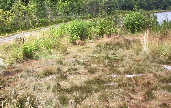 blackseagrass.jpg
This is a photo of black sea grass taken in the well fields, Saltville, Virginia, summer 2003 by Jeff Weaver
