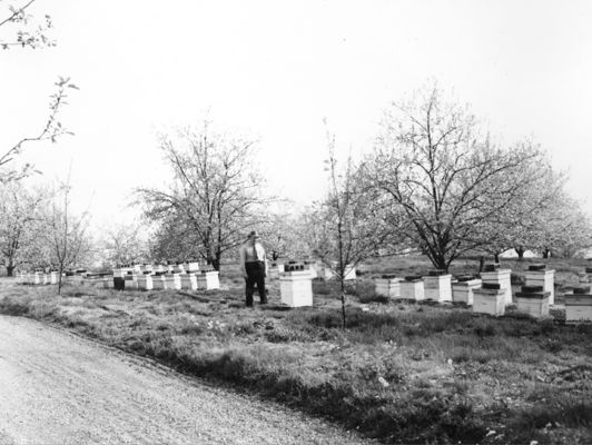 bonhambrosbees.jpg
This 1950 photograph shows bee hives near the Bonham Brothers orchard near Chilhowie, Virginia.
