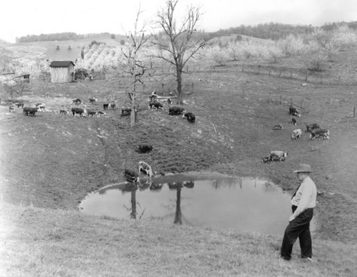 bonhambroscattle.jpg
This is from a 1940s photograph.  J. B. Bonham, Sr. is seen in the photo.
