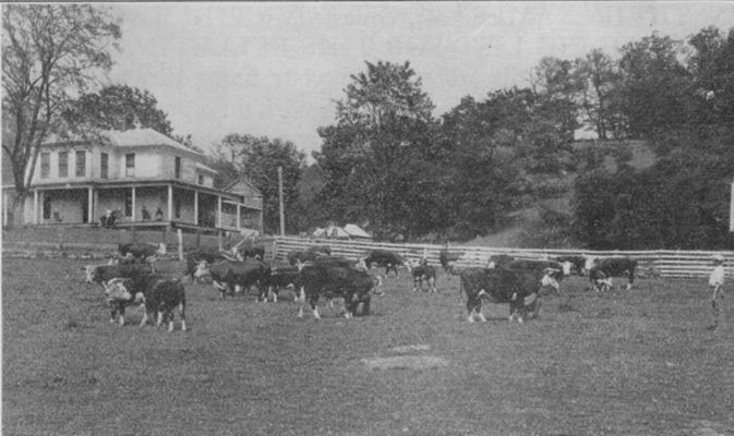 Independence - I. P. Bryant Farm
This photo was the cover illustration for the July 1933 Bulletin of the Virginia Department of Agriculture and Immigration.  The caption reads "Part of the Registered Hereford Herd at the Home of Mr. I. P. Bryant, Independence, Va."  From Jeff Weaver's collection of stuff.
