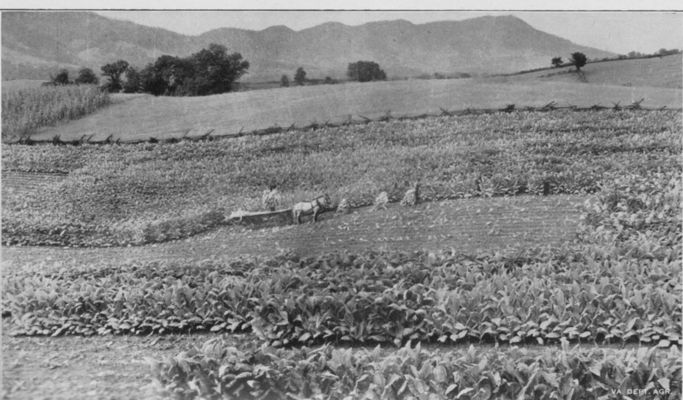 burleygrayson38.jpg
Photo 1938 by the Virginia Department of Agriculture.
