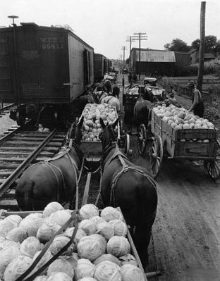 cabbageatrr.jpg
This 1930s photo shows cabbage being loaded onto railcars at Rural Retreat, VA.  Cabbage were a stapple cash crop at this time.
