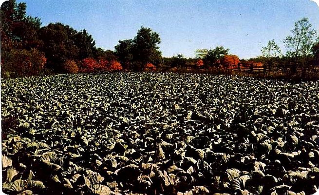 Foscoe - Cabbage Field
IN the 1960s, Watauga County was home to a Kraut cannery, which generated several cabbage fields.
