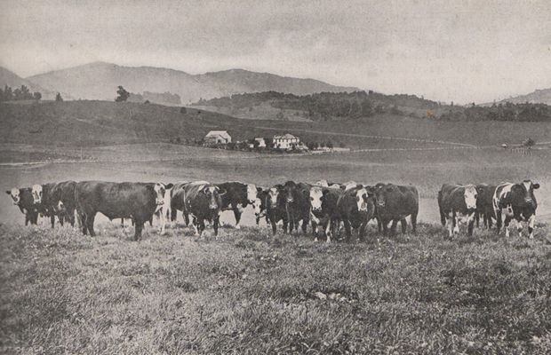 cattlesmythco.jpg
This 1916 photograph shows cattle in Smyth County, VA, presumably in Rich Valley.
