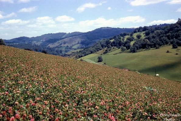 Saltville - Church Ridge
LOOKING NORTHEAST  /  CHURCH RIDGE IN RED CLOVER  /  SALTVILLE, VA.  /  AUGUST 1963.  Courtesy of Don Smith [email]dsmith1043@comcast.net[/email]

 
