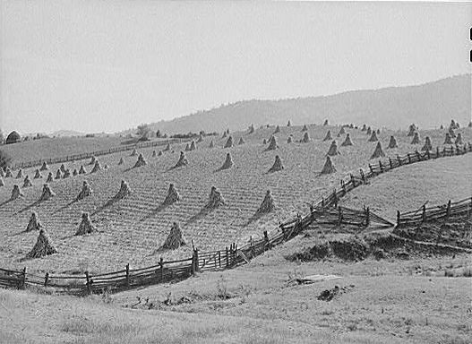 cornmarion2.jpg
This 1940 photograph is from the collection of the Library of Congress.
