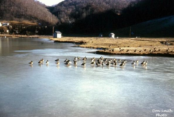 Saltville - Ducks in the Well Fields
THIS JAN 1963 PHOTO SHOWS THE THE ANCESTORS OF OUR PRESENT DAY DUCK POPULATION.  Courtesy of Don Smith [email]dsmith1043@comcast.net[/email]

 
