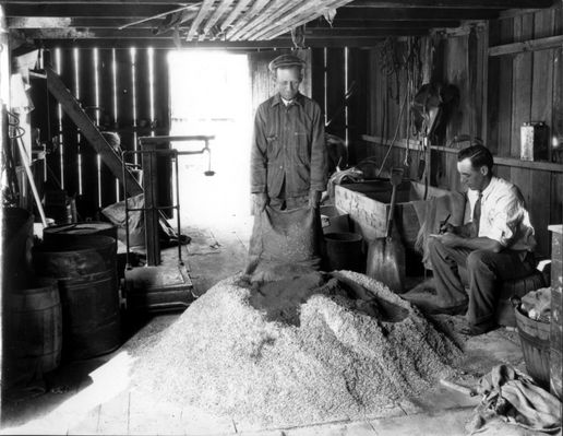 Unknown - Feed Mixing
This 1929 image shows two Ashe County, NC farmers, (names unknown) mixing feed for dairy cattle.  Courtesy of the Archives of North Carolina State University.
