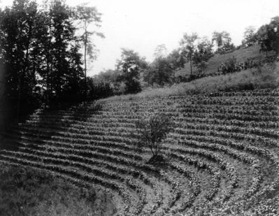 Saltville - Field pf Beans
Field of beans planted along contours so as to prevent washing on steep slopes. Walker Mountain (M 15). Abingdon quadrangle. Virginia. No datembut circa 1910.  From the U. S. Geological Survey.


