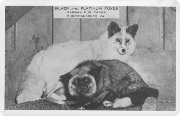 furfarm.jpg
This post card is from the 1930/40 period.  This group had another fur farm on Whitetop in Grayson County as well.
