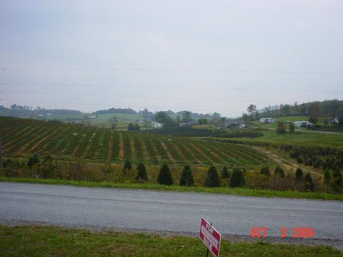 greengable1.jpg
This photo was taken by Scott Trent, and shows the principal agricultural crop in western Grayson County in 2004.
