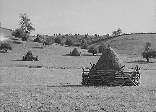 haymarion2.jpg
Photo was taken in 1940.  From the collections of the Library of Congress.
