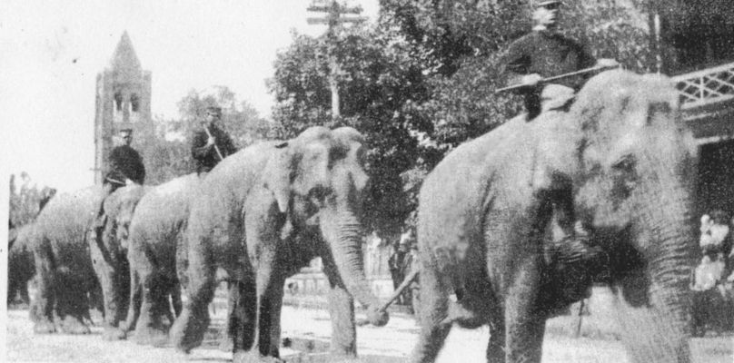 marioncircus1910.jpg
This is a circa 1910 photo of circus elephants parading down South Main stree in Marion.  Royal Oak Presbyterian Church's spire may be seen in the background.
