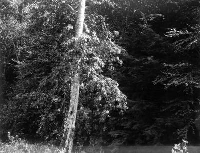 McCready - McCready Gap Foilage
Foliage at Maccrady Gap. Abingdon quadrangle. Virginia. No date, but circa 1910,  From the U.S. Geological Survey.
