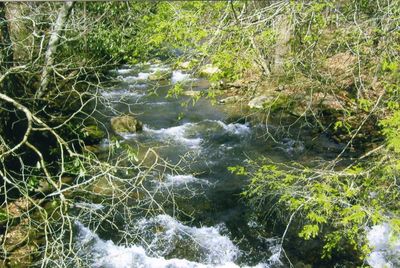 Roberts Cove - Middle Fox Creek
Photo March 21, 200 by Jeff Weaver
