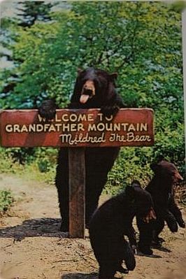 mildred.jpg
Mildred was used as an advertising icon for Grandfather Mountain for many years.
