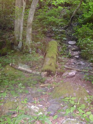 Konnarock - Mossy Log
This moss covered log was found lying beside Whitetop Laurel Creek, near the Virginia Creeper Trail.  Photo July 4, 2007 by Jeff Weaver.
