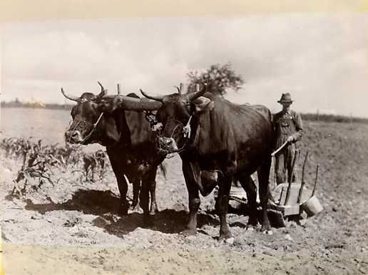 oxenfancygap.jpg
This 1940 photo from the National Park Service Historic Photographic Collection shows a farmer and team of oxen.  The oxen are pulling a sledge to break up clods in newly plowed ground.
