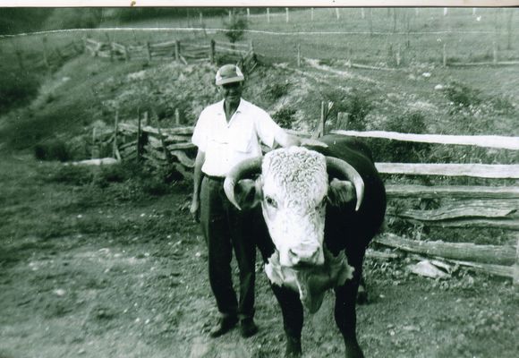 Parks, Joseph Bays
This photo courtesy of Trula Fay Purkey shows her father Joseph Bays Parks with his prize bull "Chuck" circa 1980.  Chuck was purchased from Charles B. Hoffman.
