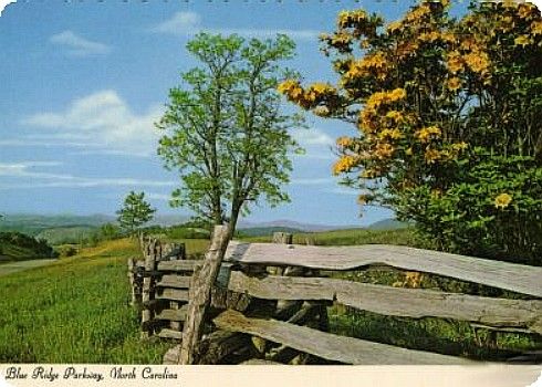 Unknown - Blue Ridge Parkway
This postcard from western North Carolina shows flame azeala along the Blue Ridge Parkway.
