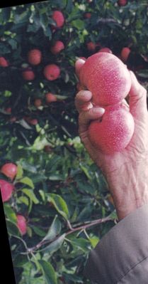 Chilhowie - Picking Apples
This photo from Edna Bonham Love shows a man picking apples in one of the orchards which used to exist in this community.
